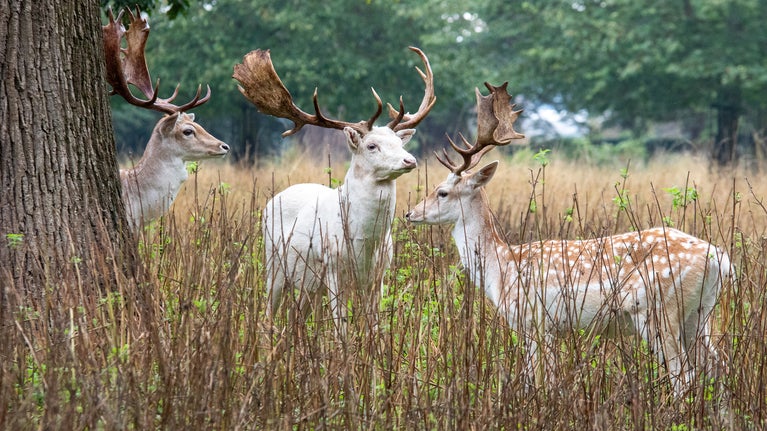 Three bucks standing under a tree in the parkland